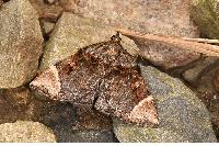 物種:Omphalomia hirta 攝影:吳士緯